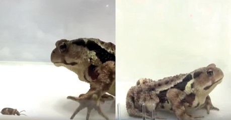 Ein Käfer furzt und bringt die Kröte in große Probleme!