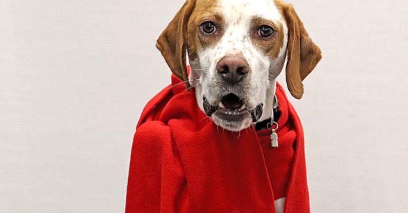 Fragwürdiger Tierversuch der Bild-Zeitung sorgt für Ärger