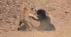 Spektakuläres Duell zwischen einer Lippenbärin und einem Bengalischen Tiger