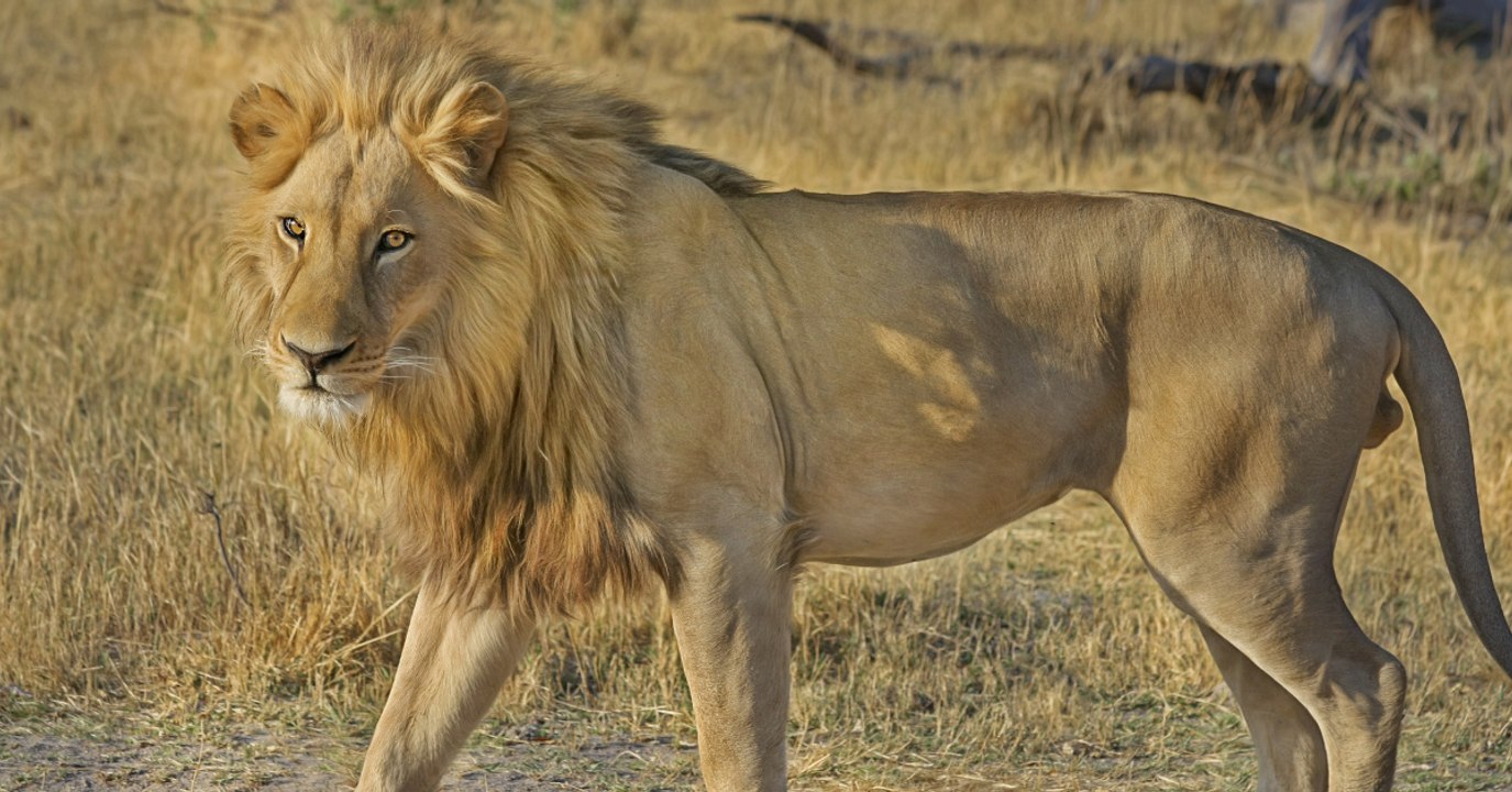 Ein Wilderer kommt in Südafrika einem Löwen zu nah
