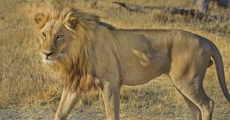 Ein Wilderer kommt in Südafrika einem Löwen zu nah
