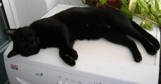 Spanierin macht etwas Furchtbares mit ihrer Katze und der Waschmaschine