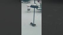Squirrel Trying to Jump on Bird Feeder Fails