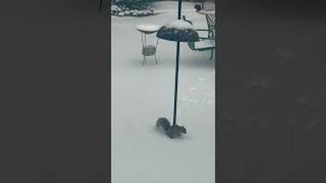 Squirrel Trying to Jump on Bird Feeder Fails