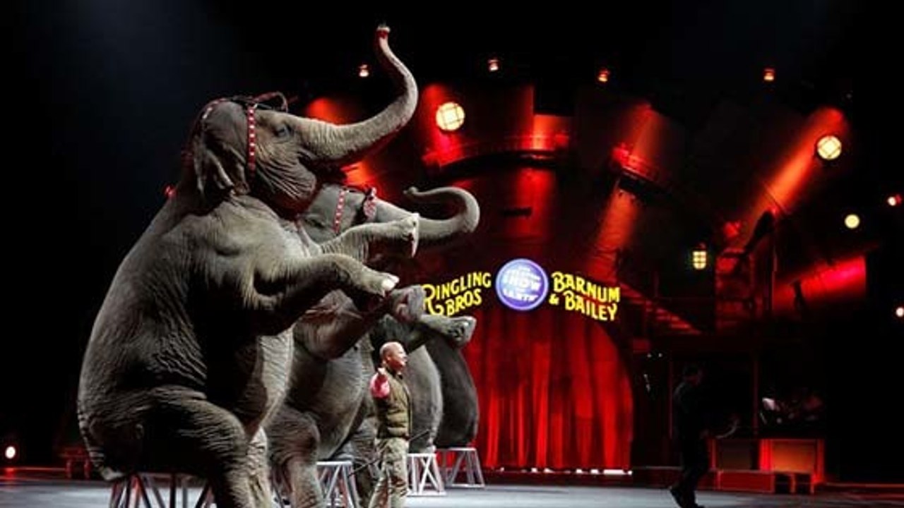 Straßburg verbietet zirkus mit wildtieren
