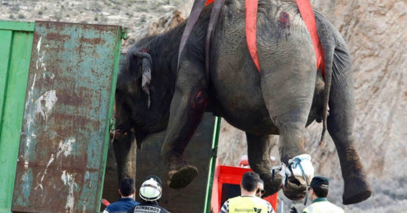 Nach Unfall: Dramatische Elefanten-Rettungsaktion, doch ein Happy End sieht anders aus!