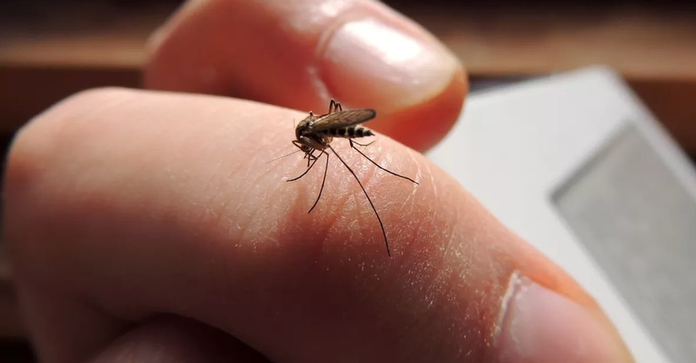Mücken schon im Frühling?