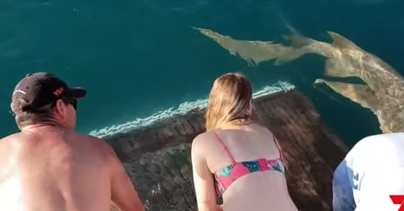 Frau will einen Hai füttern. Kurz darauf wünscht sie, es nie getan zu haben!