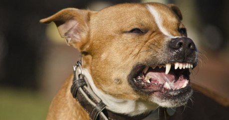 Kampfhund Kowu tötet Baby Jannis in Hessen