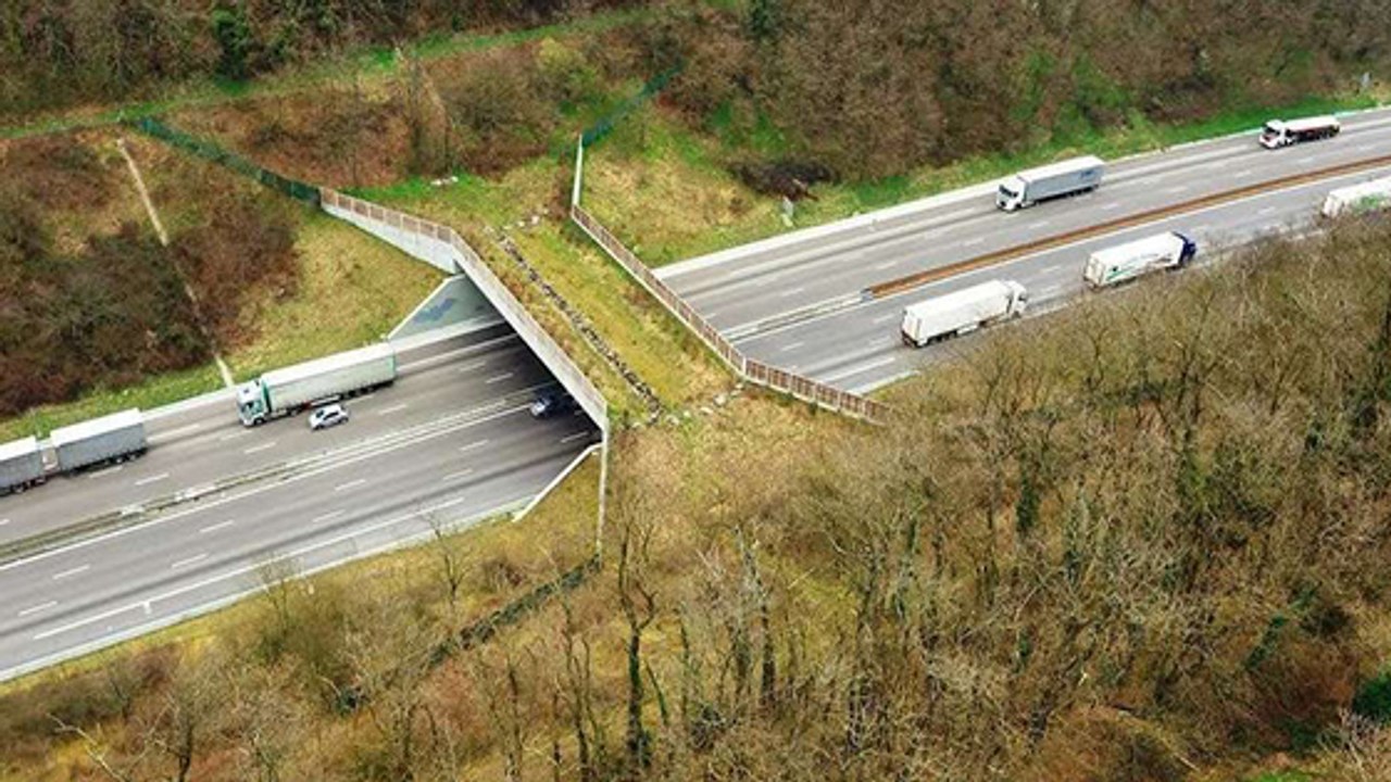 Öko-Brücke: Wie Wildtiere über die Autobahn kommmen