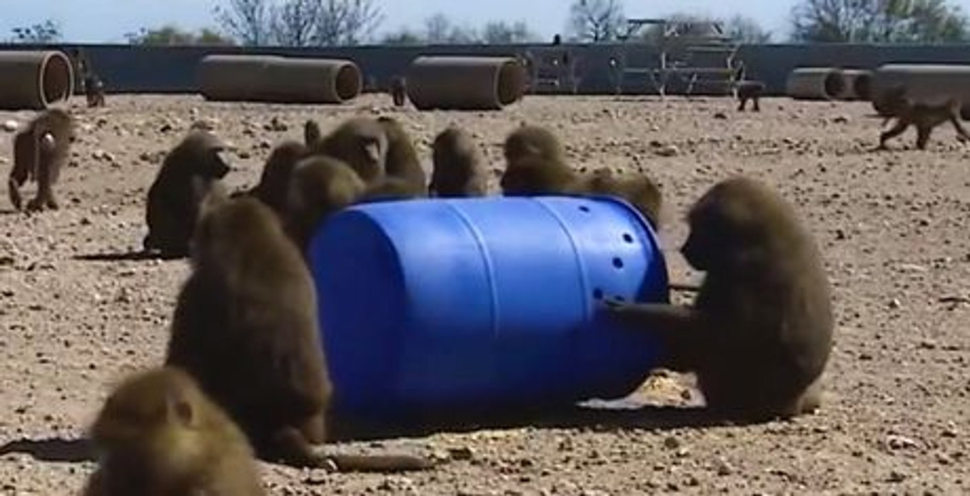 Paviane wollen aus Labor fliehen und sind mit allen Wassern gewaschen!