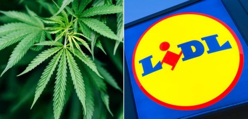 Neben Eiern, Butter und Brot: Lidl verkauft jetzt Cannabis!