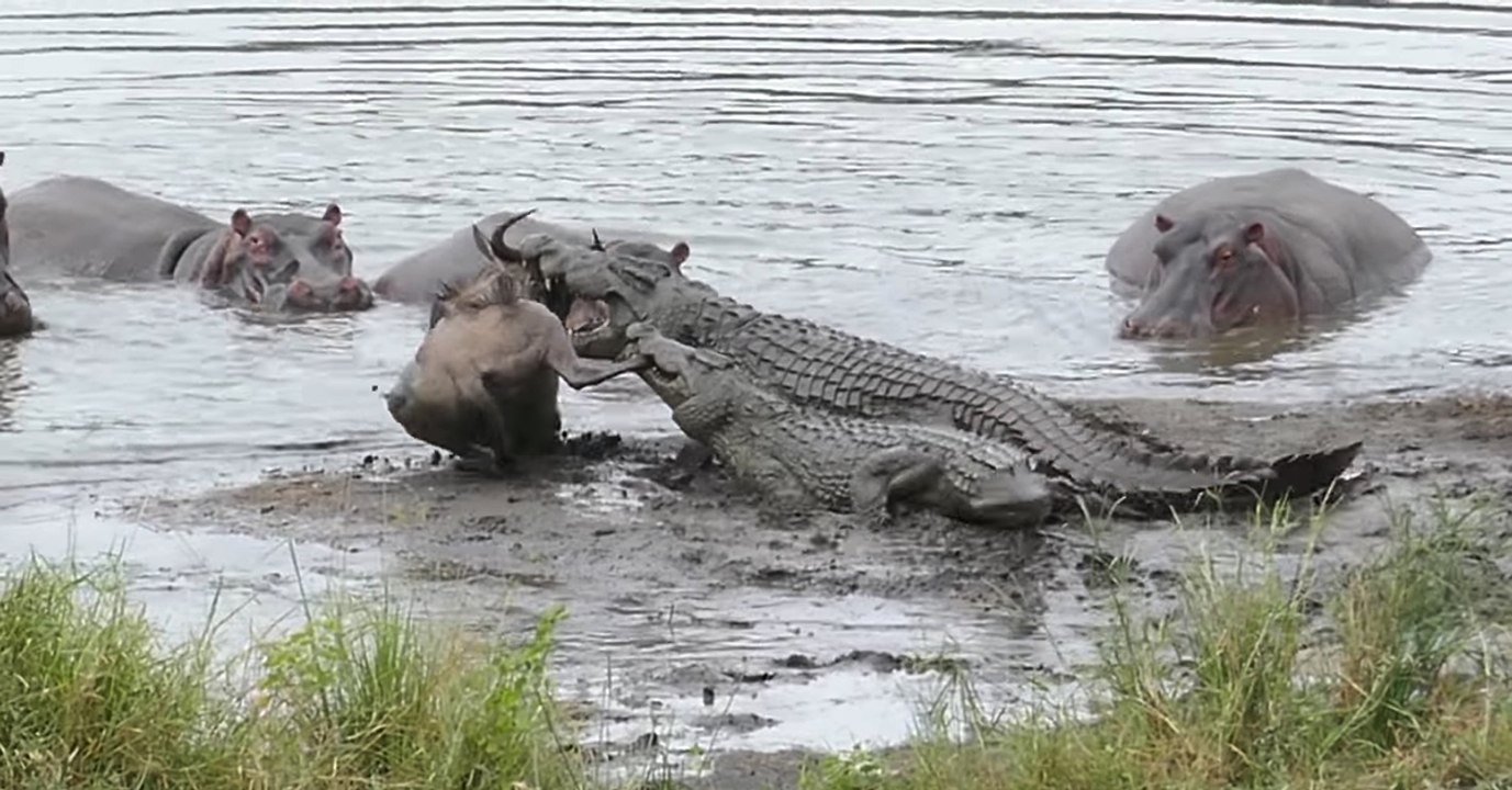 Spektakuläre Rettung: Flusspferde schützen ein Gnu vor Krokodilen