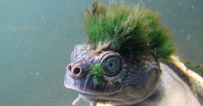 Punk-Schildkröte : Elusor Macurus und Mary River vom Aussterben bedroht