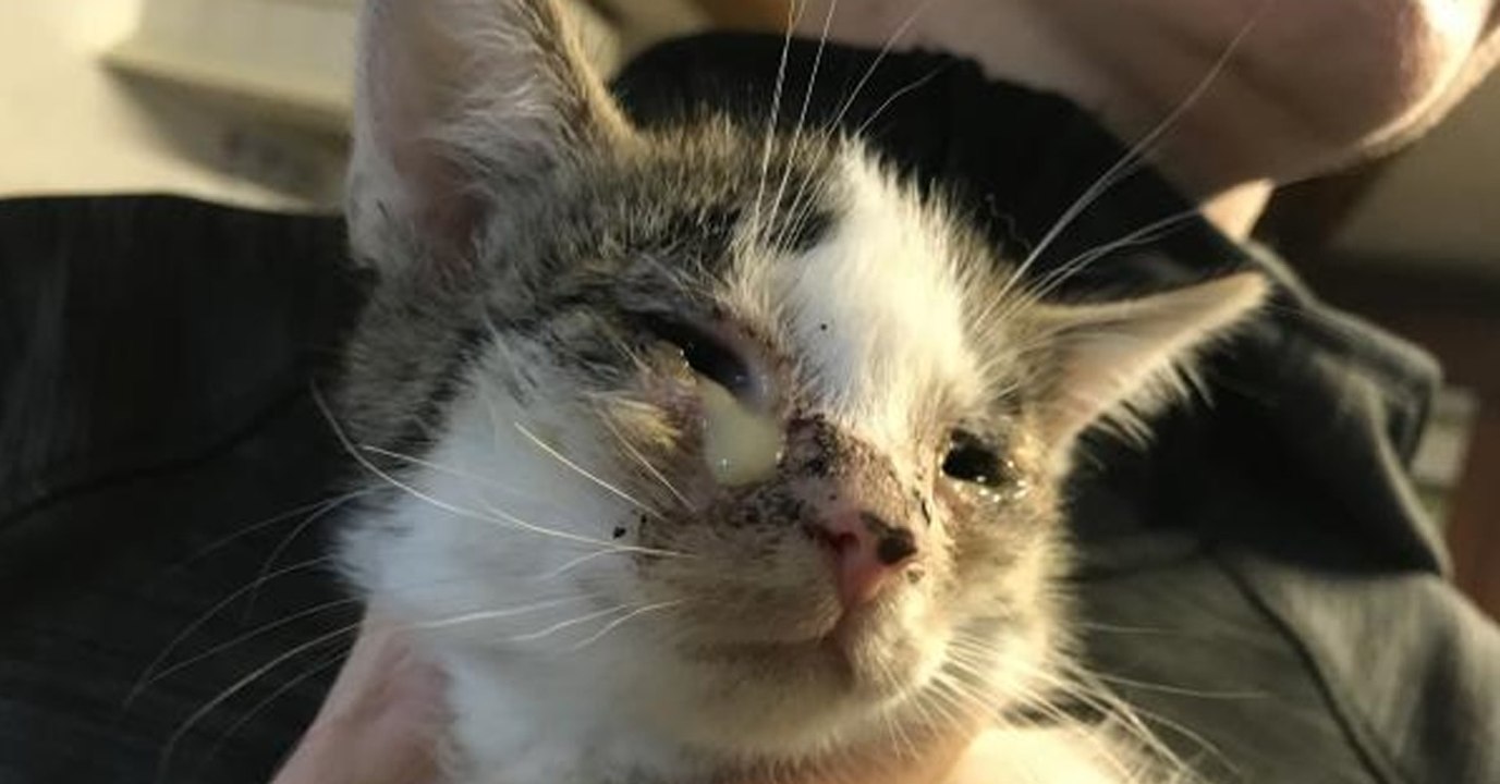 Katzenseuche auf dem Vormarsch