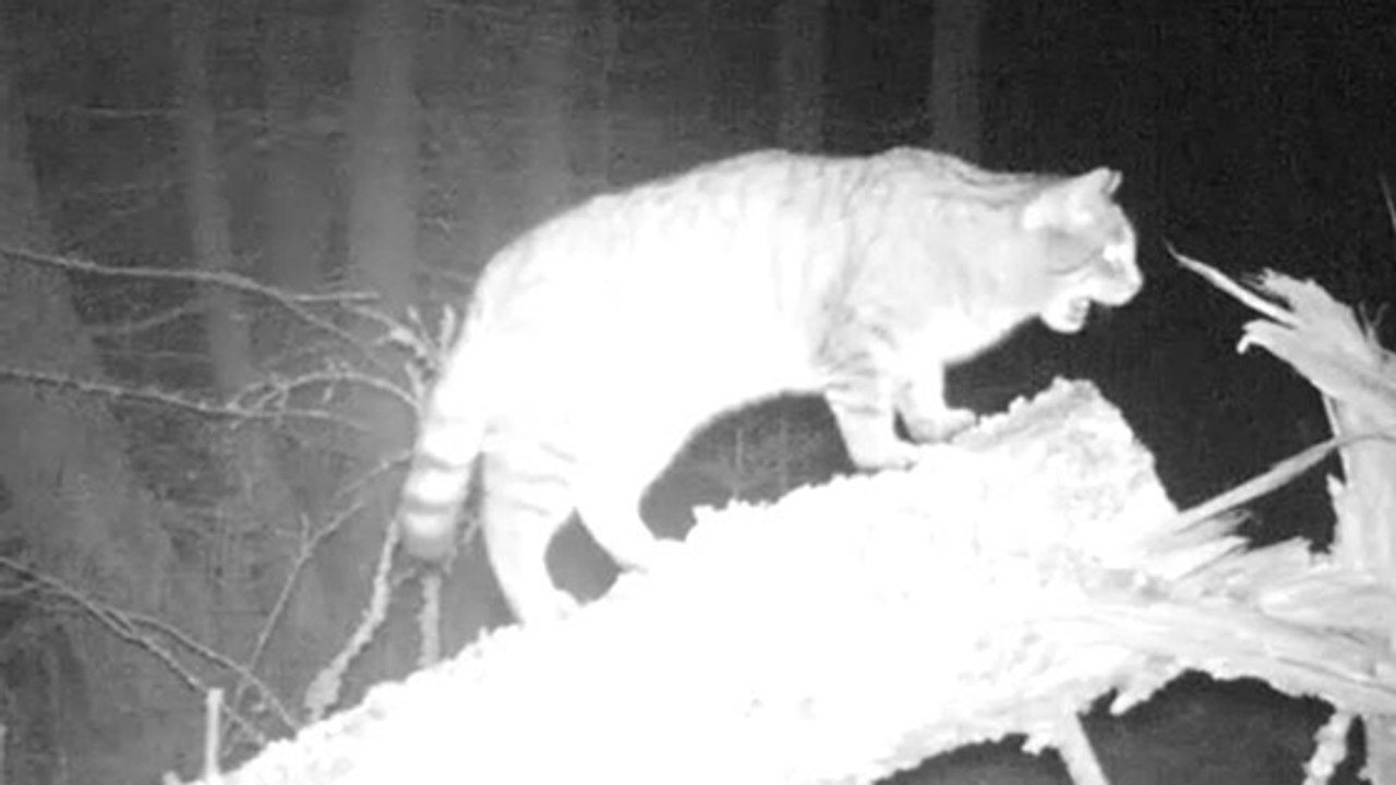 Faszinierende Kreatur im Wald beobachtet