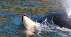 Was diese Schwertwal-Mutter mit ihrem toten Jungen macht, rührt zu Tränen