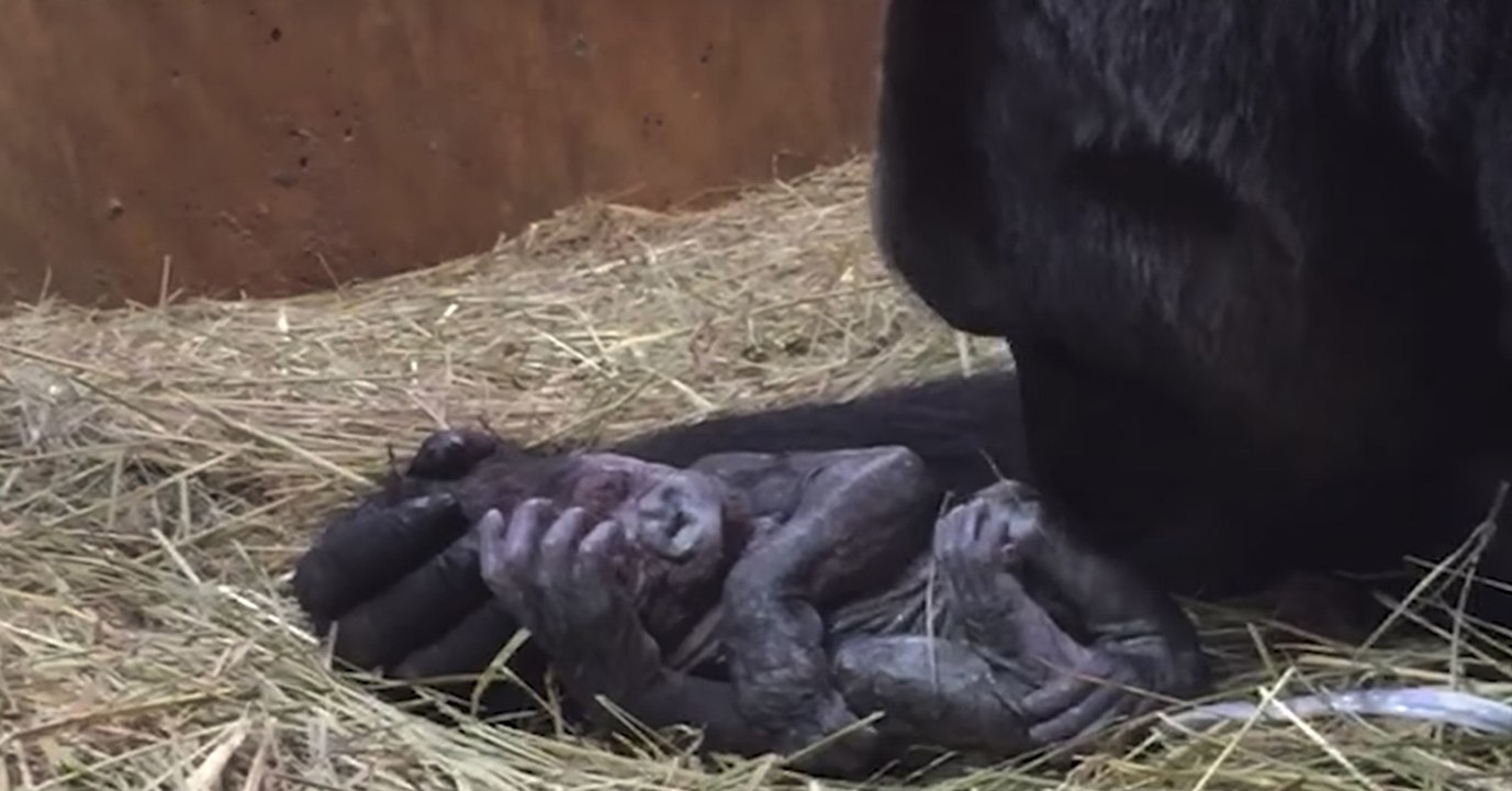 Ein Gorilla-Baby wird geboren! Die Aufnahmen berühren Millionen Menschen weltweit