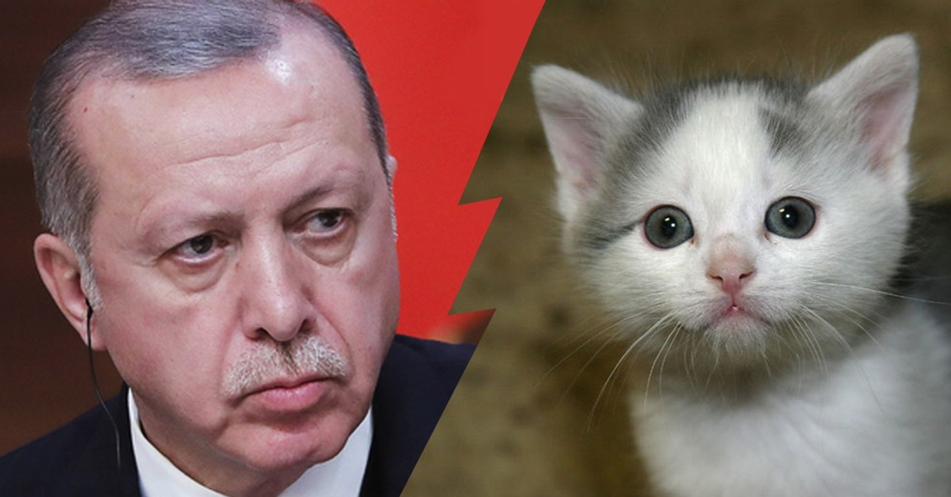 Tierquälerei: So drastisch geht Erdogan jetzt in der Türkei vor!