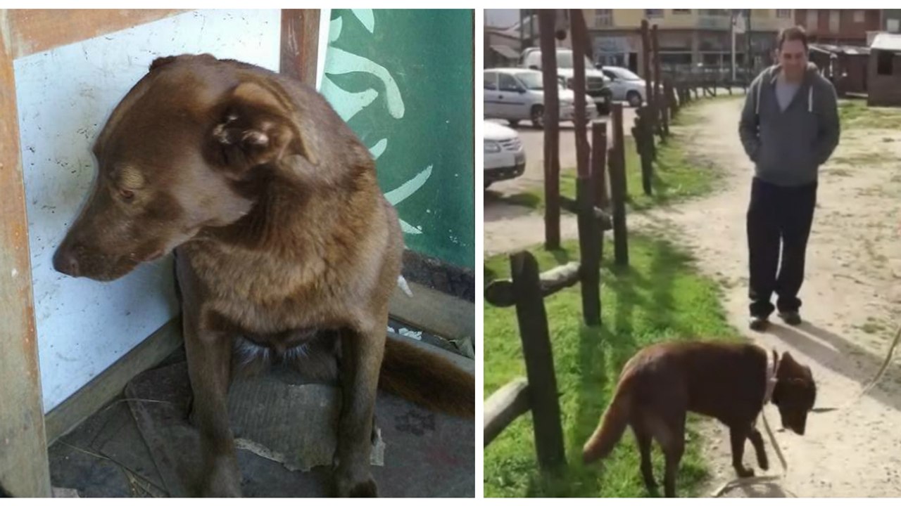 Emotionen pur, als eine seit 2 jahren verschollene hündin ihr herrchen wiedersieht!