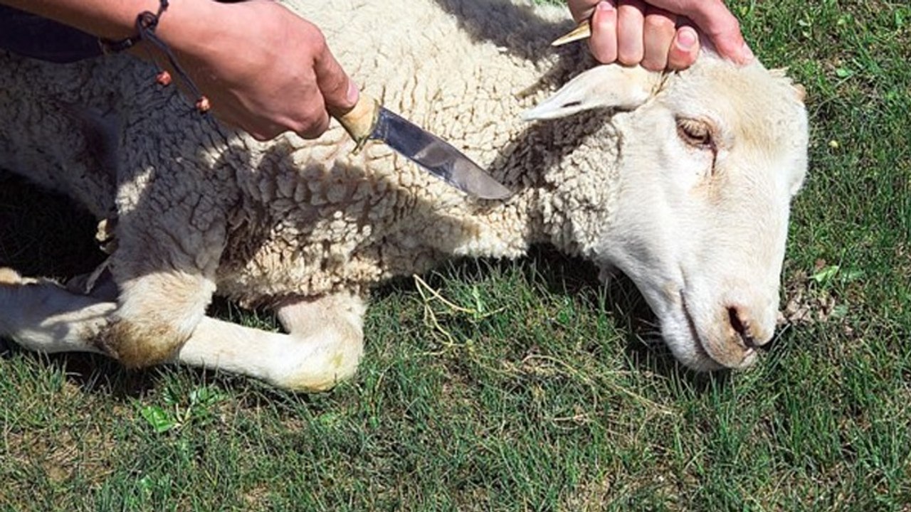 Tierschützer rebellieren: 1200 Schafe sollen für Opferfest geschächtet werden
