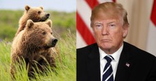 Donald Trump plant Grausames mit Jungbären und Wolfsjungen