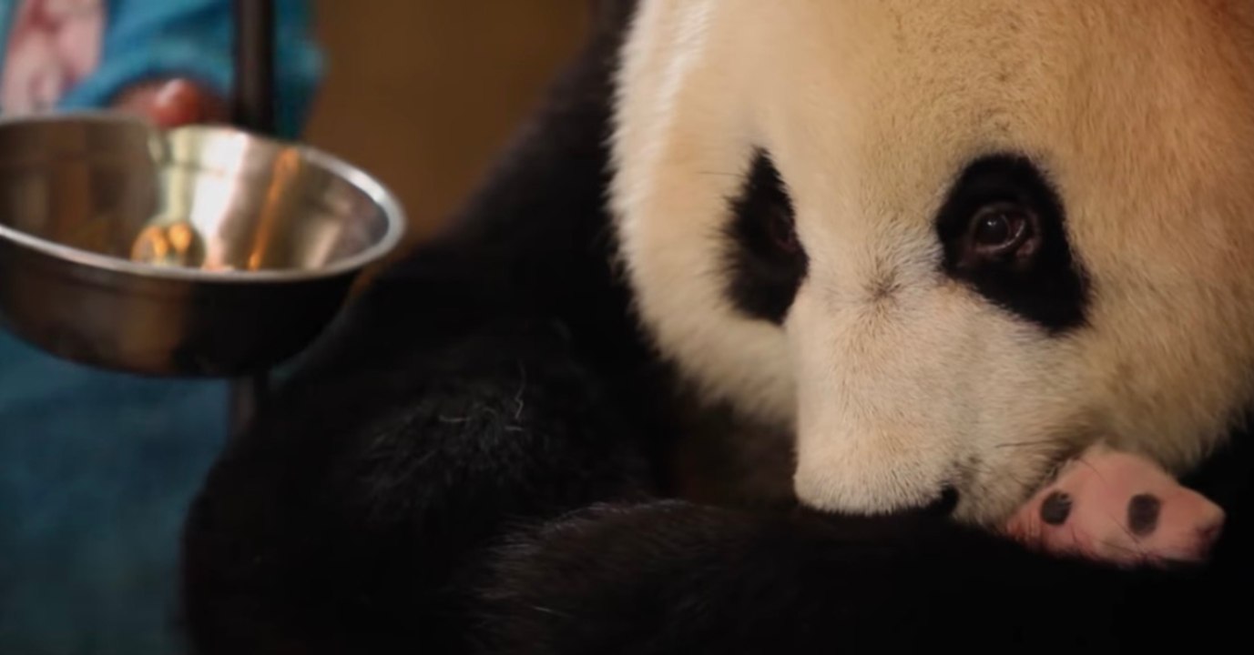 Wie gemein: Zoowärter verstecken ein Panda-Baby vor seiner Mutter!