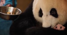 Wie gemein: Zoowärter verstecken ein Panda-Baby vor seiner Mutter!