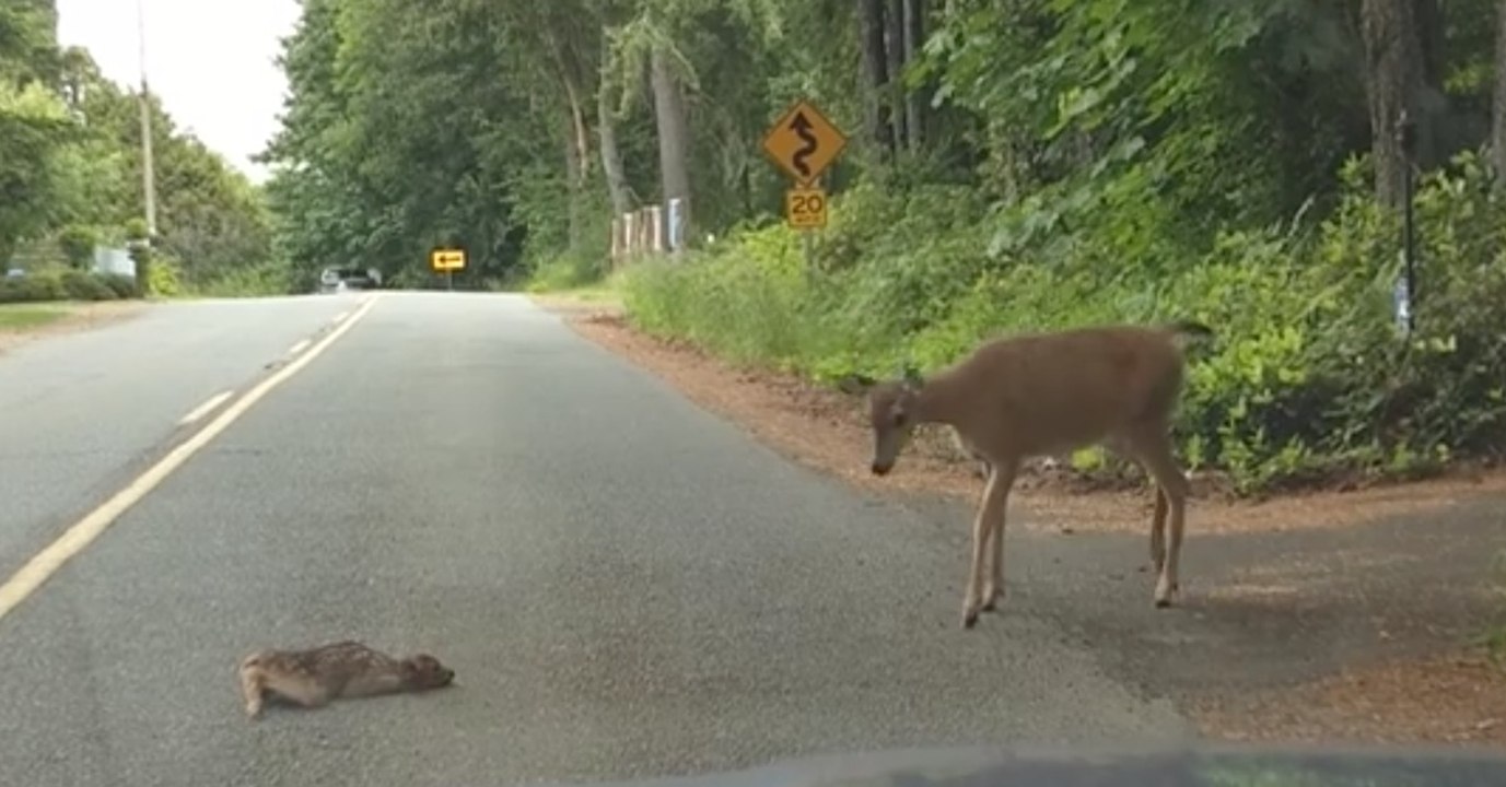 Rehkitz liegt hilflos und ängstlich auf der Straße. Noch bevor ein Auto heranrast, kommt es zu einer berührenden Szene!