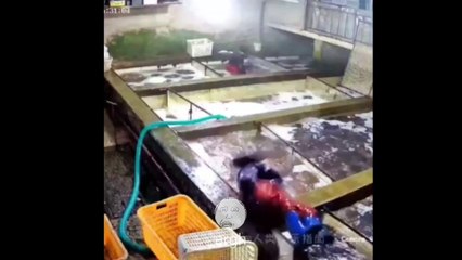 Kompilasi Video Lucu 2 Februari 2022