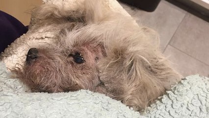 Aus diesem absurden Grund begräbt er seinen lebendigen Hund