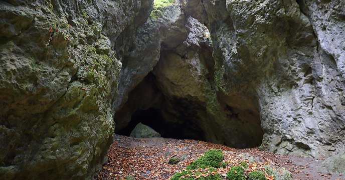 Ili-Pfeifhase: Seltenes Exemplar in China gefilmt