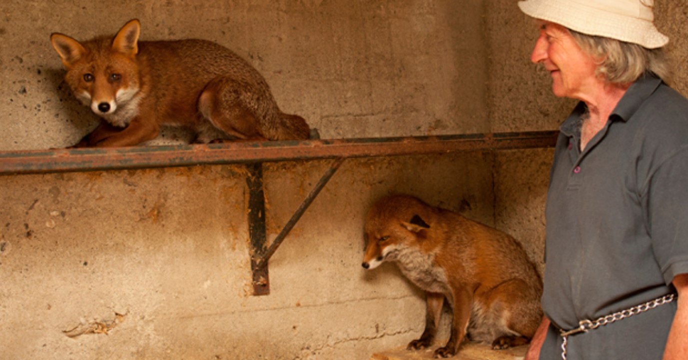 Er rettet zwei Fuchswelpen: So ergreifend danken sie es ihm