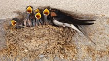 Was ein Krankenhaus mit Vogelnestern anstellt, empört nicht nur die Patienten