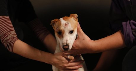 Kurz vor seiner Einschläferung macht es plötzlich Klick