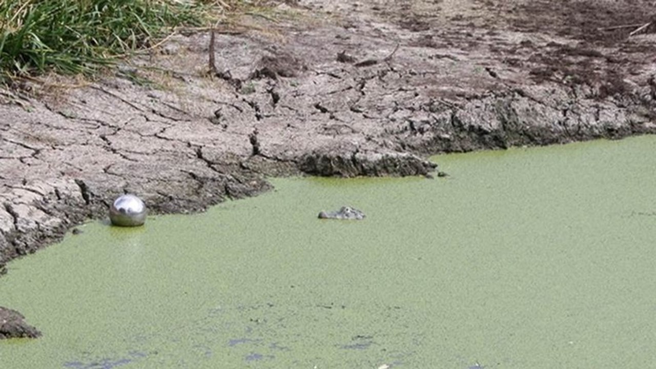 Krokodil in deutschem Baggersee sorgt für Panik
