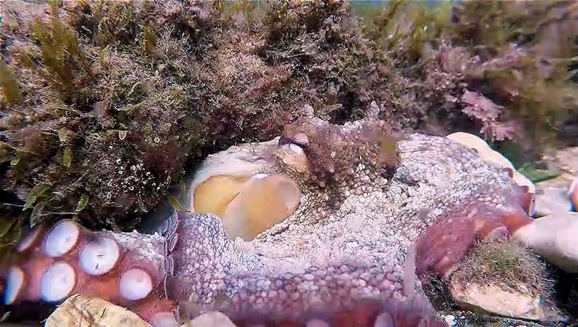 ⁣Octopus Opening Camera Lens