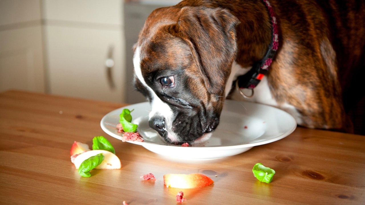 „Höhle der Löwen“: Hunde sollen Veganer werden