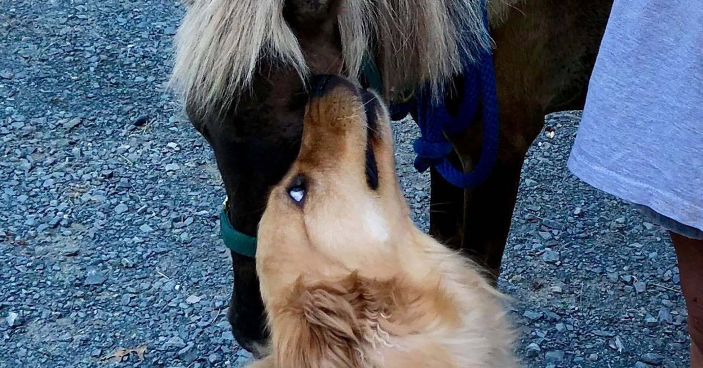 Dieser golden retriever bewahrt ein mini-pferd vor der einschläferung