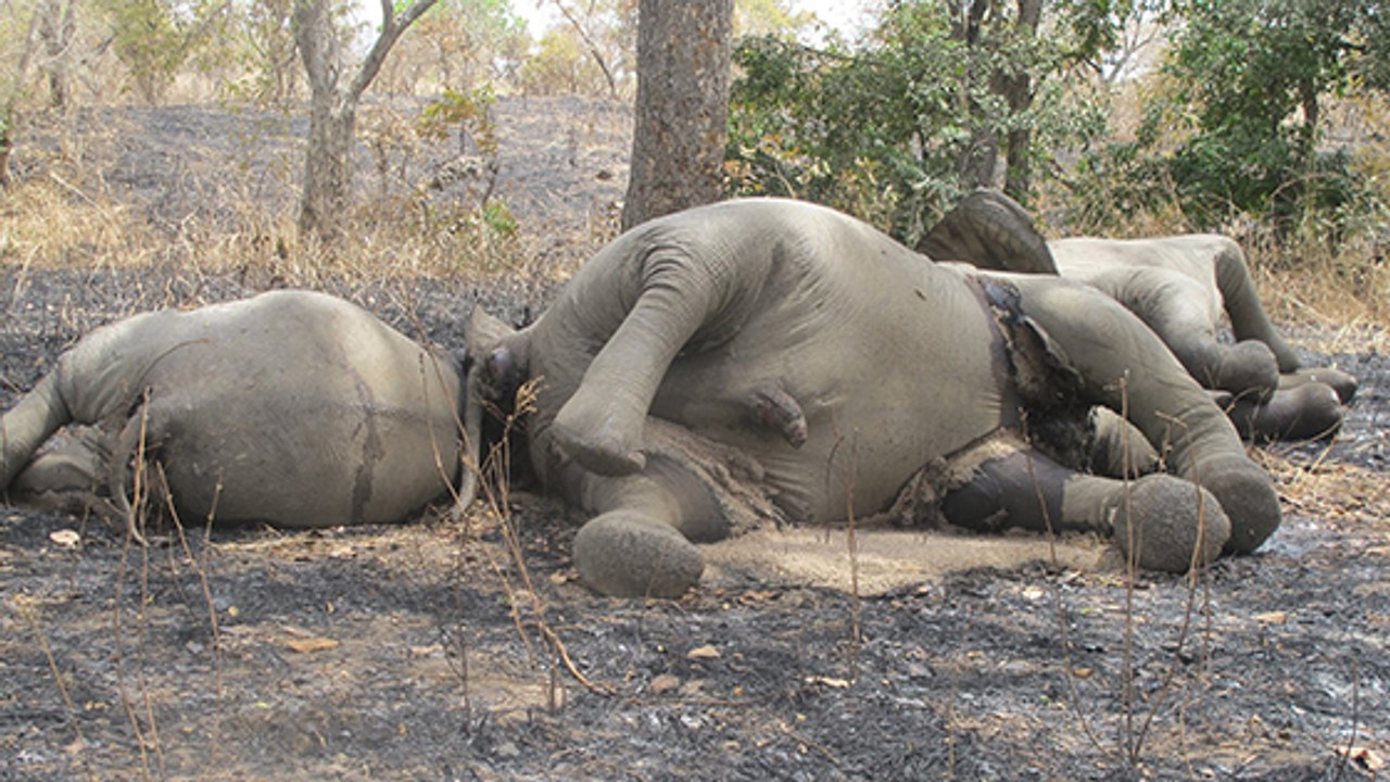 Tierschützer kochen vor Wut, als sie diese Elefanten entdecken