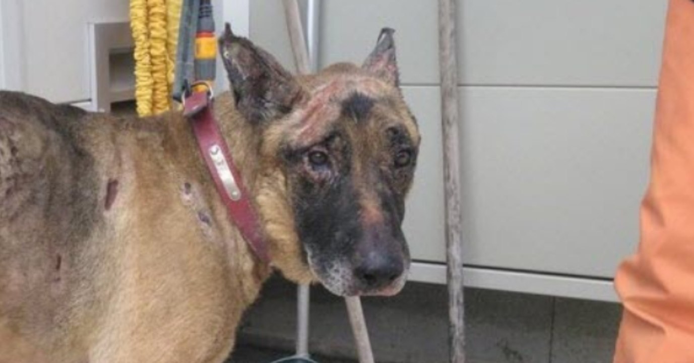 Sie will sich an ihrem Ex rächen, aber der Hund bezahlt den bitteren Preis