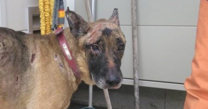 Sie will sich an ihrem Ex rächen, aber der Hund bezahlt den bitteren Preis