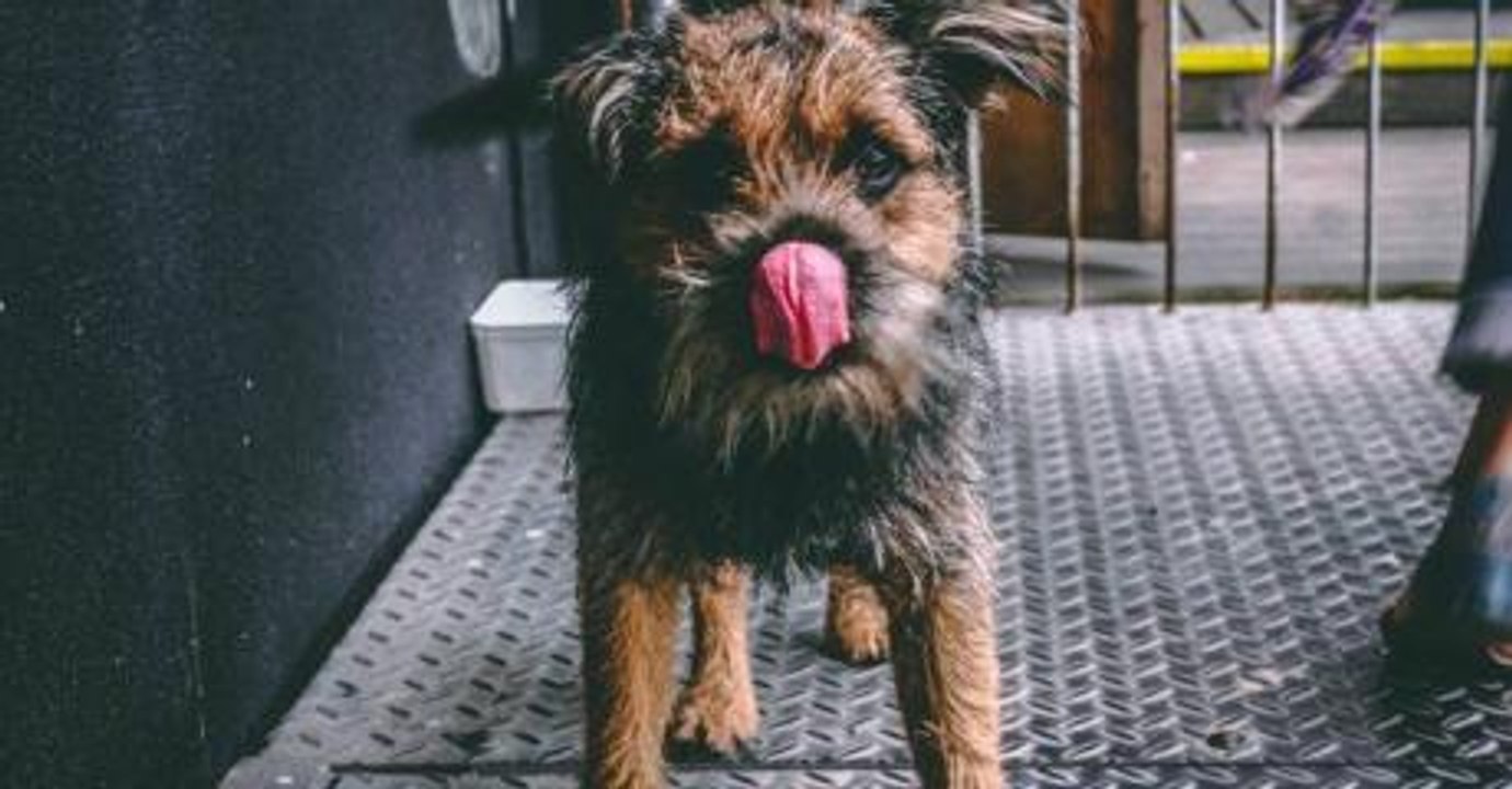 Wegen Hundebakterien: Herrchen werden Arme und Beine amputiert