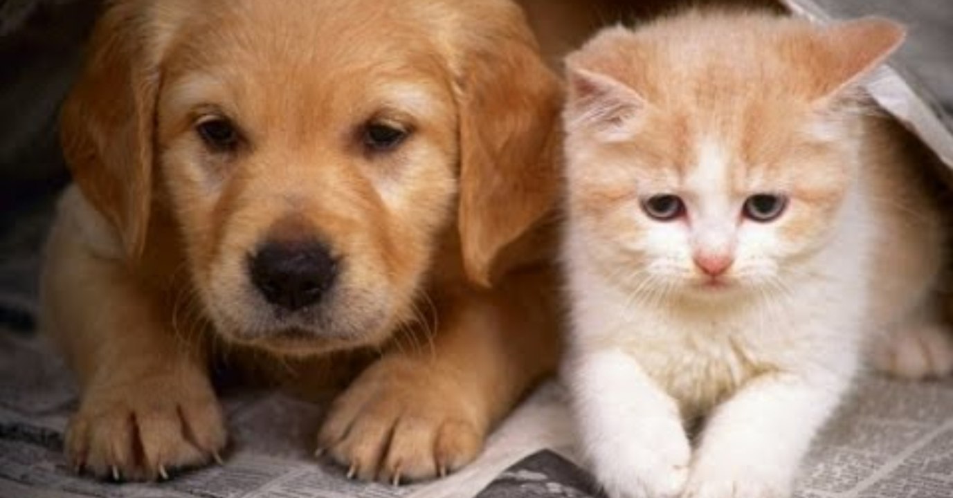 Tierliebhaber entsetzt: Stadt verbietet jetzt Haustiere!