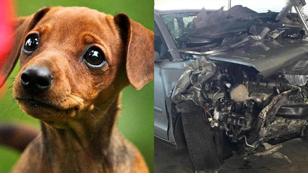 Raser verursacht schweren Unfall: Kleine Hundefamilie bezahlt den bitteren Preis