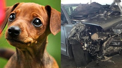 Raser verursacht schweren Unfall: Kleine Hundefamilie bezahlt den bitteren Preis