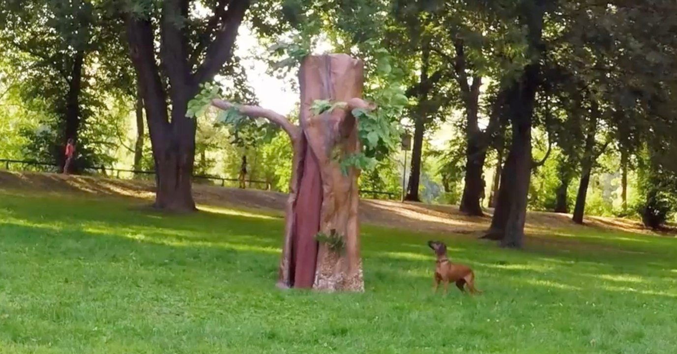 Versteckte Kamera mit Hunden: Da vergeht den Zuschauern das Lachen