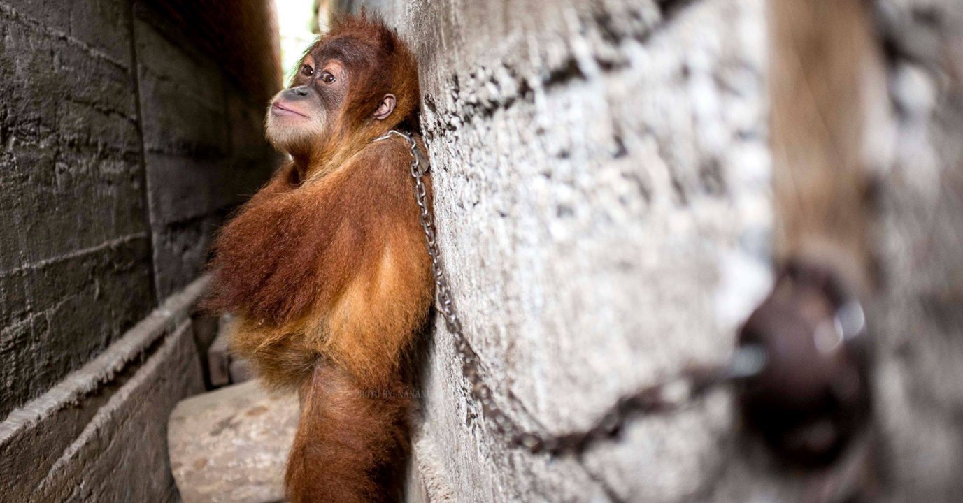 Tierschützer entdecken angekettetes orang-utan-baby: der grund macht sie sprachlos