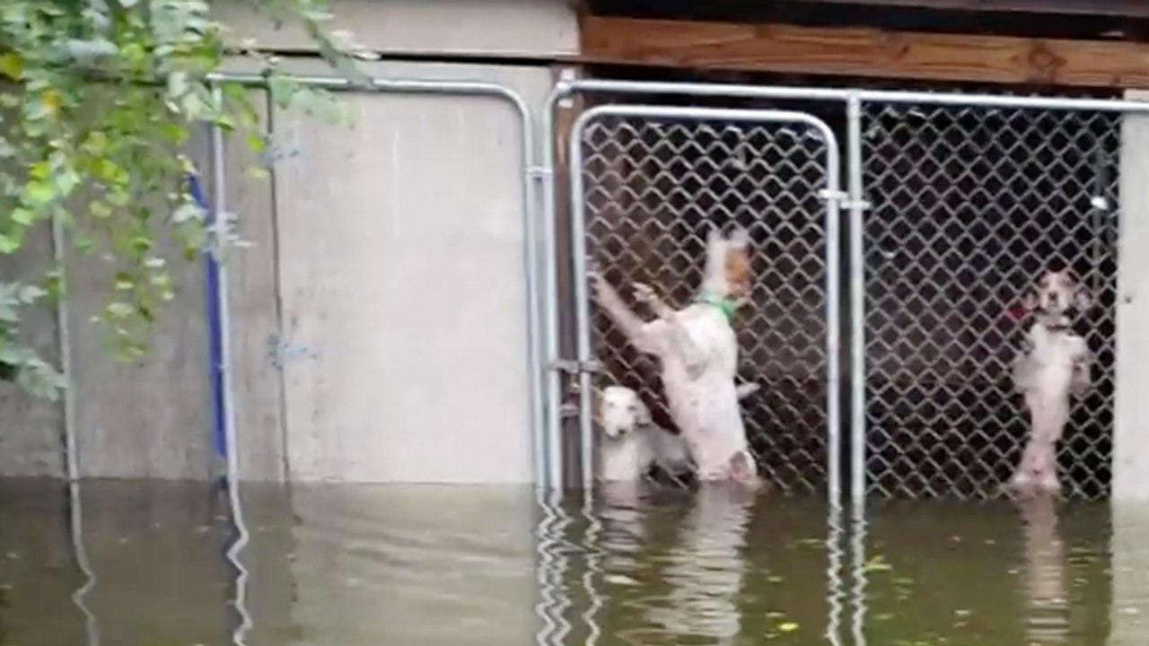 Hurrikan-Drama: Frauchen verschwunden, Hunde in Fluten eingesperrt...