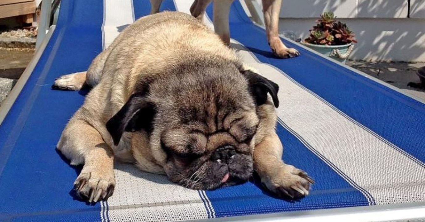 Deutscher Tierarzt greift zur falschen Spritze - für Coco gibt es keine Rettung mehr